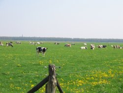 kooi_022.jpg